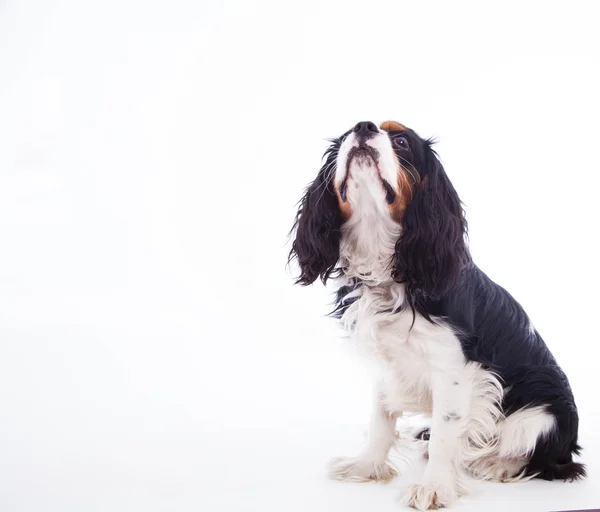 Spaniel pies — Zdjęcie stockowe