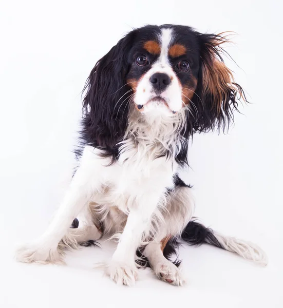 Cão Spaniel — Fotografia de Stock