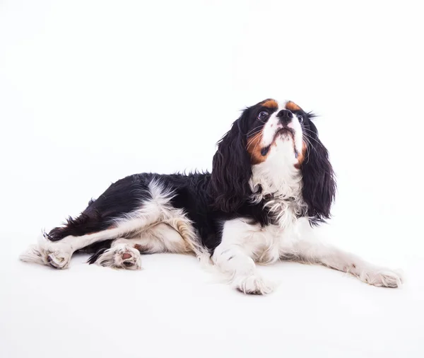 Cão Spaniel — Fotografia de Stock