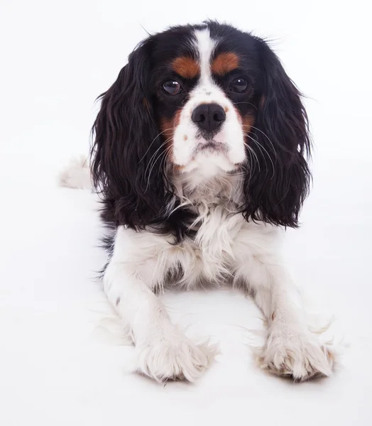 Cão Spaniel — Fotografia de Stock