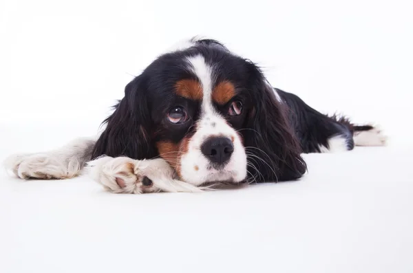 Cão Spaniel — Fotografia de Stock