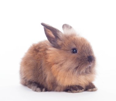 tavşan üzerinde beyaz izole.