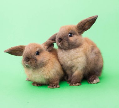 Two rabbits isolated on the green. clipart