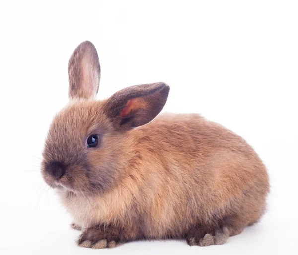 Kaninchen isoliert auf dem weißen. — Stockfoto