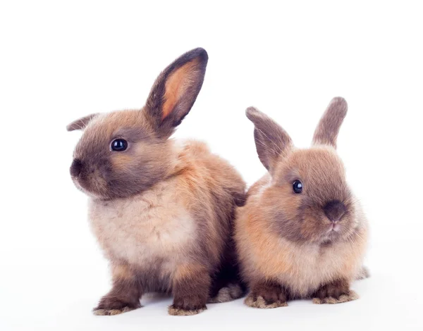 Two rabbits isolated on the white. — Stock Photo, Image