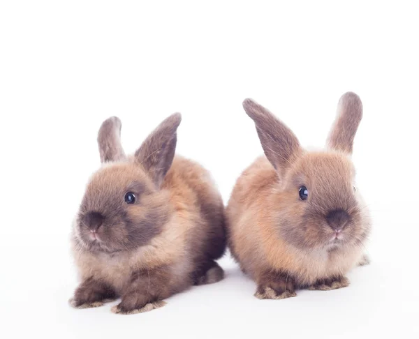 Deux lapins isolés sur le blanc . — Photo