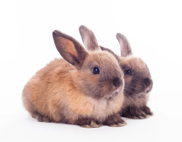 Twee konijnen geïsoleerd op de witte. — Stockfoto