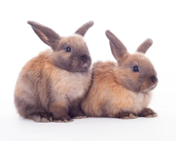 Deux lapins isolés sur le blanc . — Photo