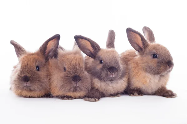 Quatre lapins isolés sur le blanc . — Photo