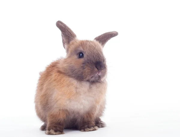 Rabbit isolated on the white. — Stock Photo, Image