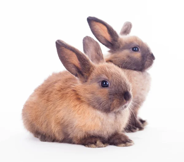Deux lapins isolés sur le blanc . — Photo