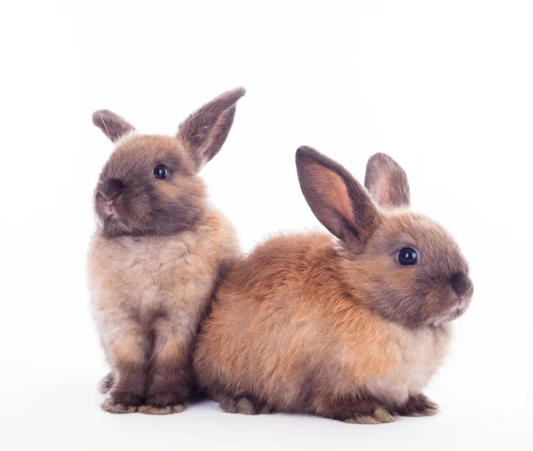 Twee konijnen geïsoleerd op de witte. — Stockfoto