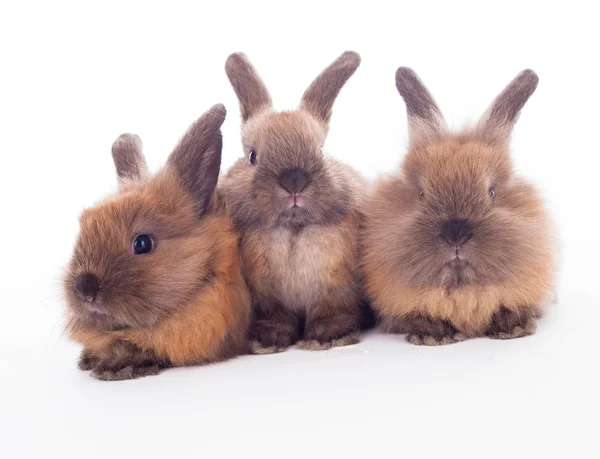 Drei Kaninchen isoliert auf dem weißen. — Stockfoto