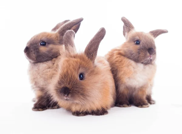 Trois lapins isolés sur le blanc . — Photo