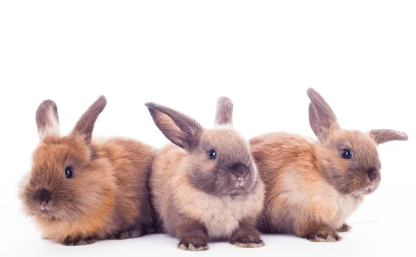 Trois lapins isolés sur le blanc . — Photo