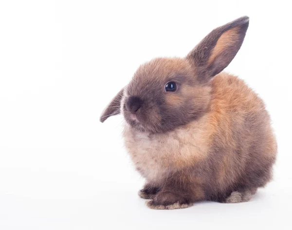 Králík izolovaných na bílém. — Stock fotografie