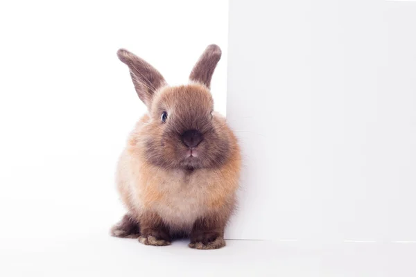 Rabbit with banner. — Stock Photo, Image