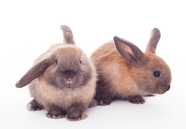 Dois coelhos isolados no branco . — Fotografia de Stock