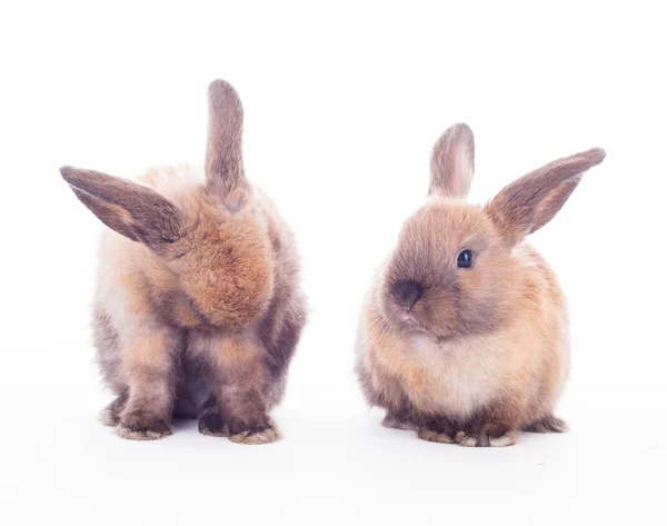 Two rabbits isolated on the white. — Stock Photo, Image