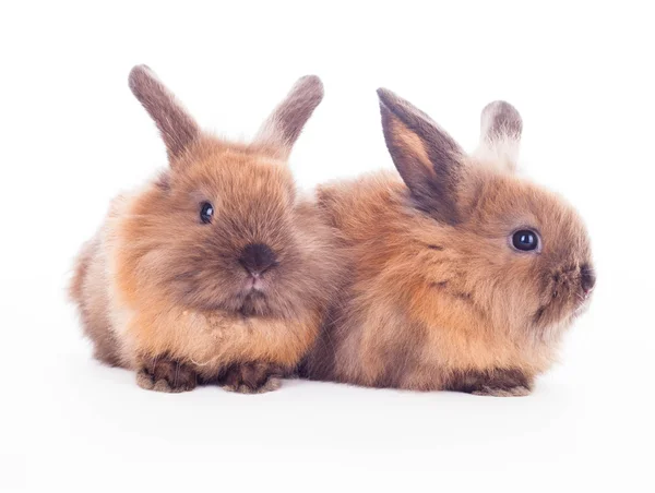 Dois coelhos isolados no branco . — Fotografia de Stock