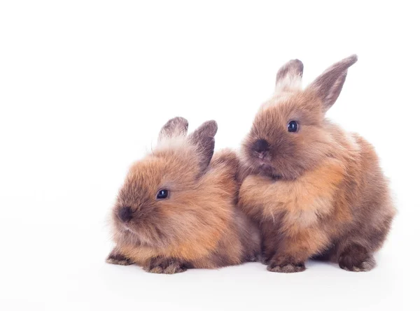 Two rabbits isolated on the white. — Stock Photo, Image