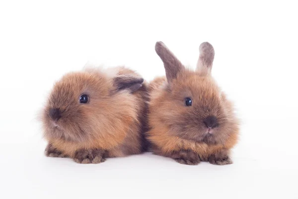 Dva králíky izolovaných na bílém. — Stock fotografie