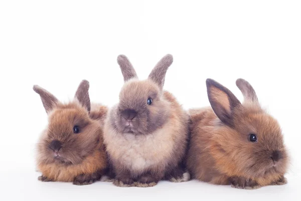 三只兔子在白色隔离. — 图库照片