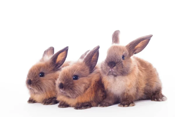 Trois lapins isolés sur le blanc . — Photo