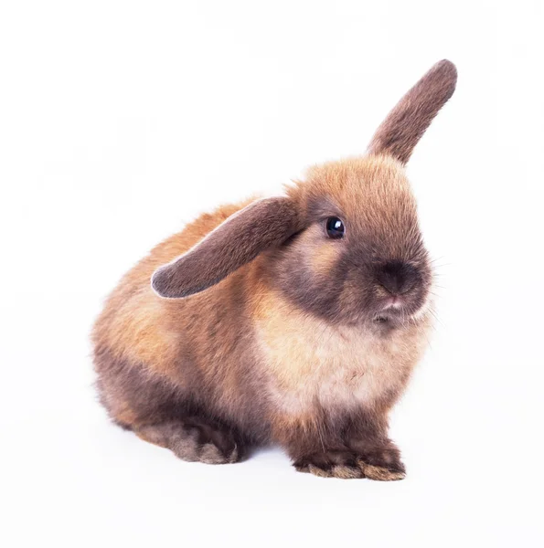 Rabbit — Stock Photo, Image