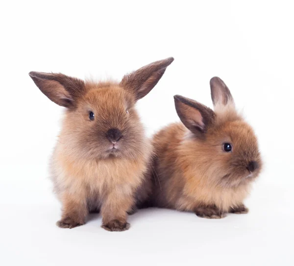 Deux lapins isolés sur le blanc . — Photo