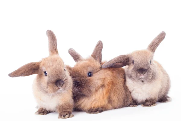 Trois lapins isolés sur le blanc . — Photo