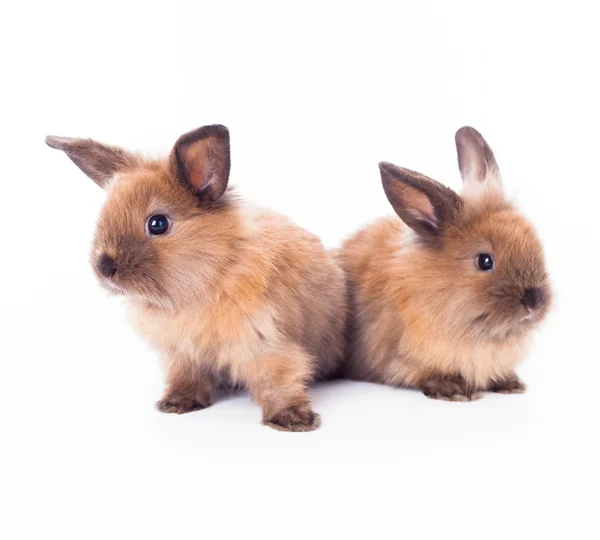 2 匹のウサギ、白で隔離されます。. — ストック写真