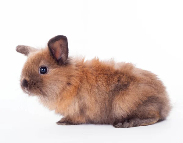 Kaninchen isoliert auf dem weißen. — Stockfoto