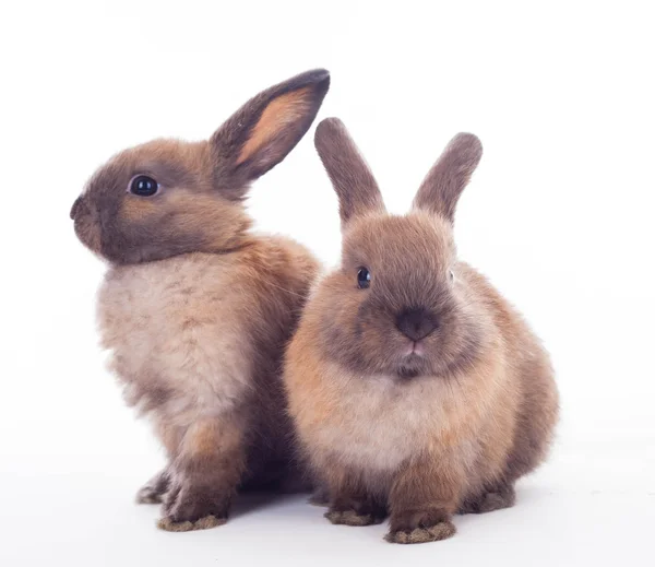 Två kaniner isolerat på vita. — Stockfoto