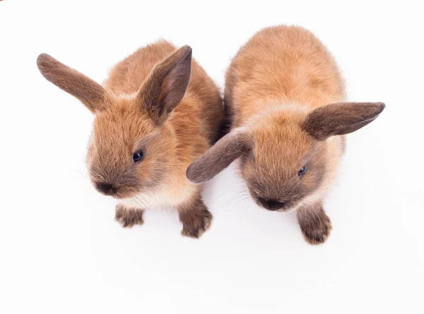 Two rabbits isolated on the white. — Stock Photo, Image