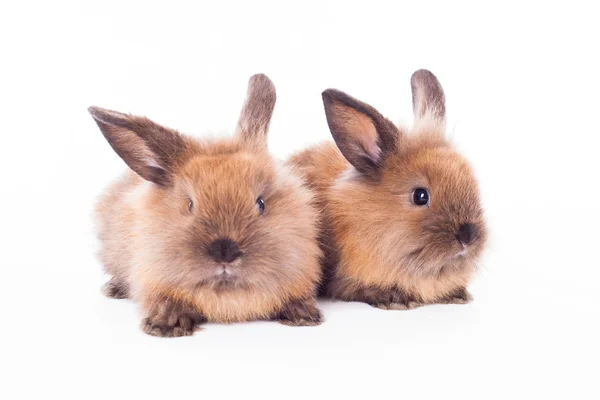 Dois coelhos isolados no branco . — Fotografia de Stock