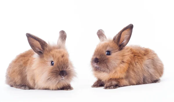 Deux lapins isolés sur le blanc . — Photo