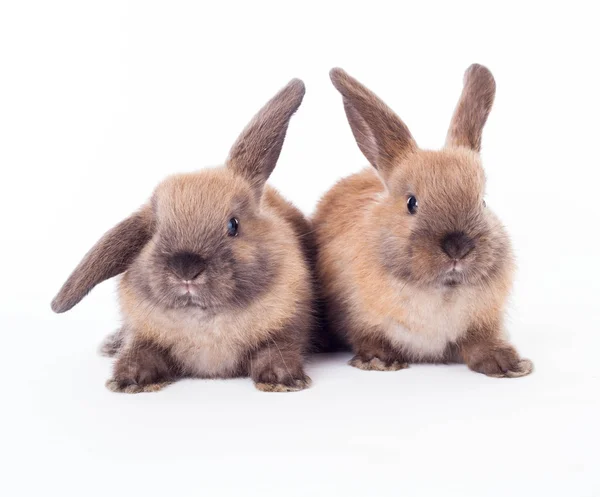 Dwa króliki na białym tle. — Zdjęcie stockowe