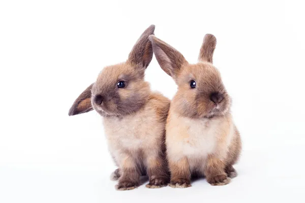 두 토끼는 흰색 절연. — 스톡 사진