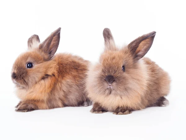 Deux lapins isolés sur le blanc . — Photo