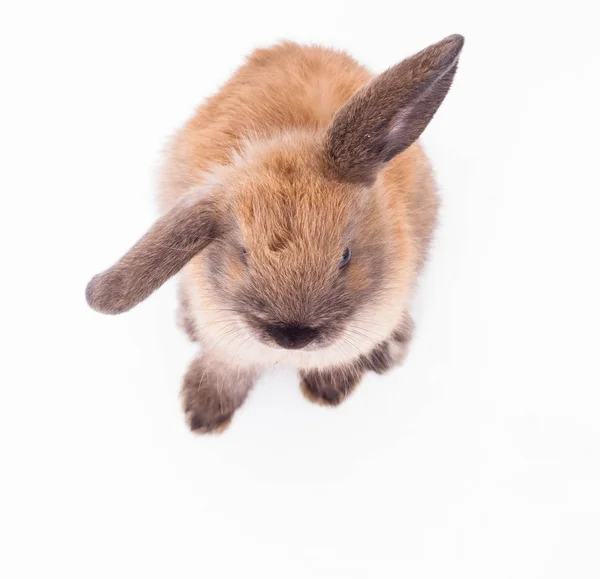 Lapin isolé sur le blanc . — Photo