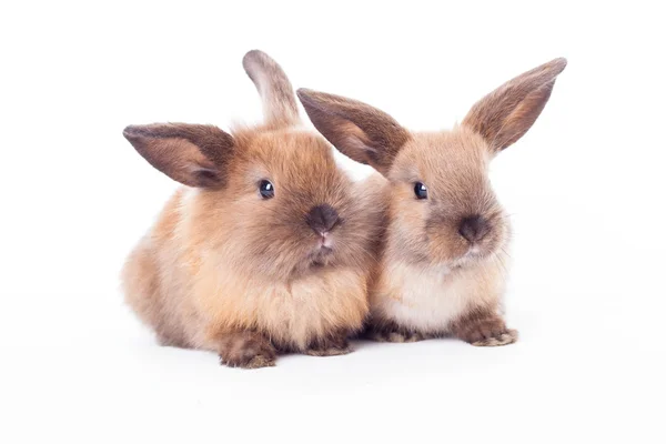 Two rabbits isolated on the white. — Stock Photo, Image