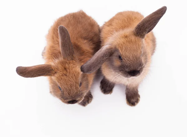 Zwei Kaninchen isoliert auf dem weißen. — Stockfoto