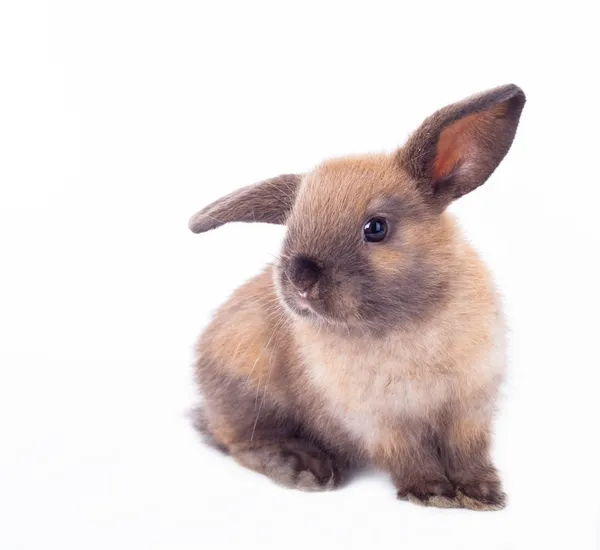 토끼는 흰색 절연. — 스톡 사진