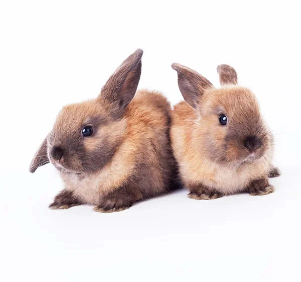 Rabbits — Stock Photo, Image