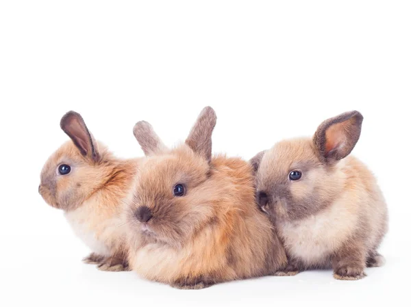 Drie konijnen geïsoleerd op de witte. — Stockfoto