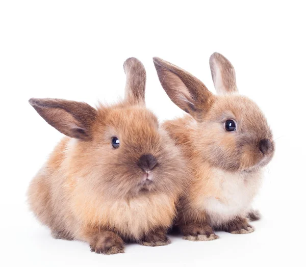 Dois coelhos isolados no branco . — Fotografia de Stock