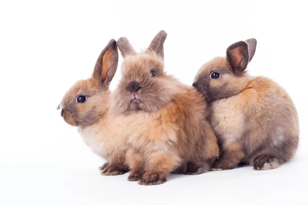 Trois lapins isolés sur le blanc . — Photo