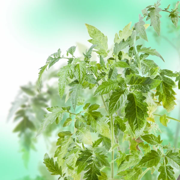 Tomato plant on white background — Stock Photo, Image