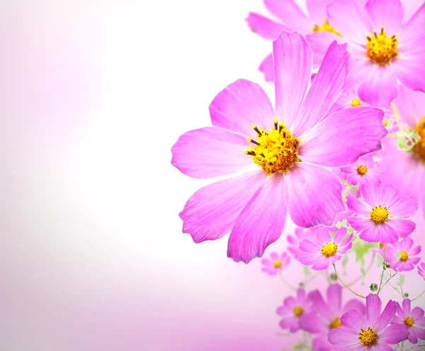 Flower — Stock Photo, Image